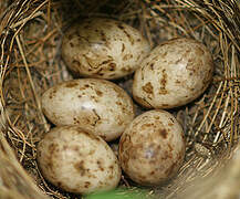 Eurasian Blackcap