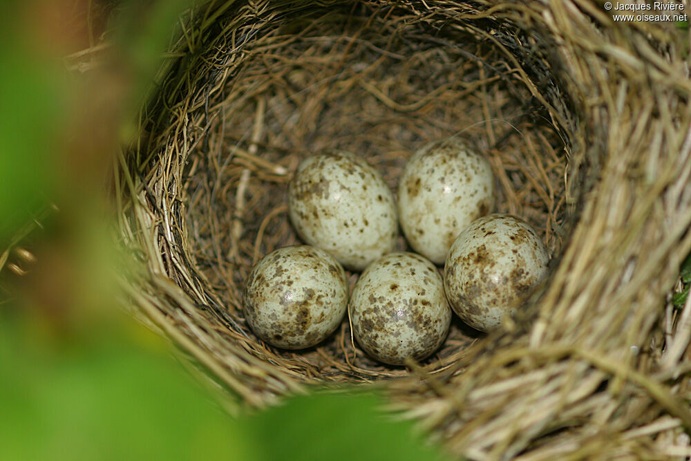 Eurasian Blackcap