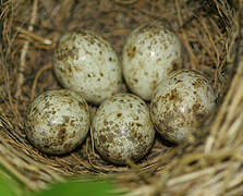 Eurasian Blackcap