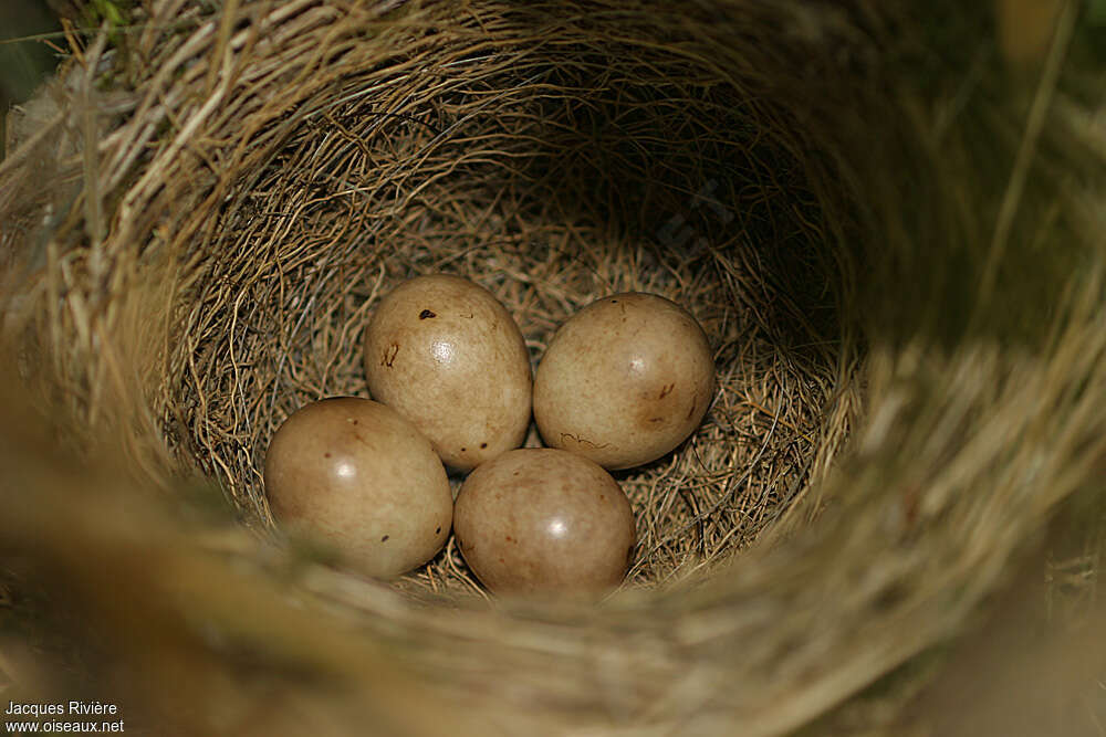 Eurasian Blackcap, Reproduction-nesting