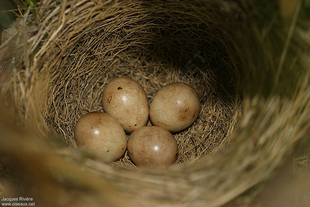 Eurasian Blackcap, Reproduction-nesting