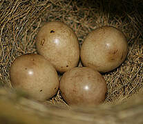 Eurasian Blackcap