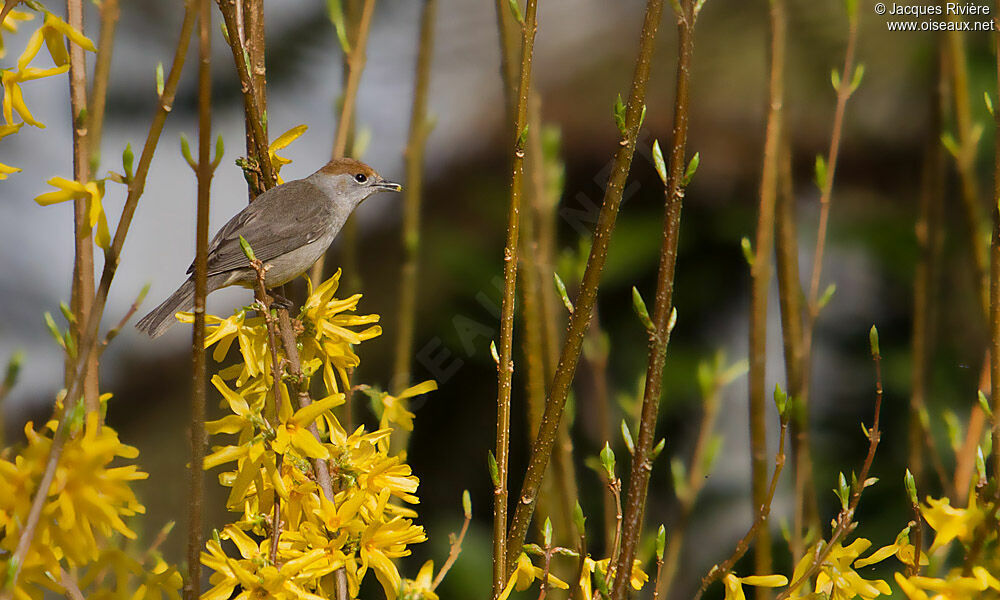 Eurasian Blackcap female adult post breeding