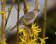 Eurasian Blackcap