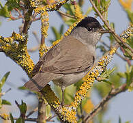 Eurasian Blackcap