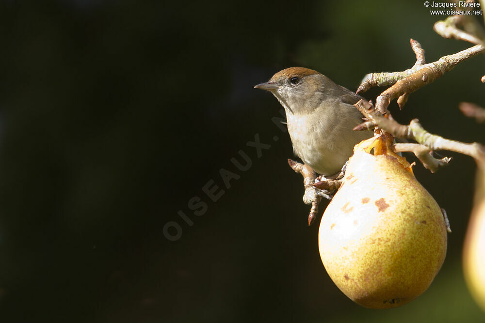 Eurasian Blackcap