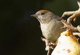 Eurasian Blackcap