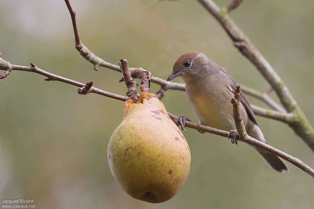 Eurasian Blackcap, feeding habits