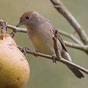 Eurasian Blackcap