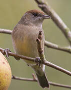 Eurasian Blackcap