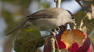 Eurasian Blackcap