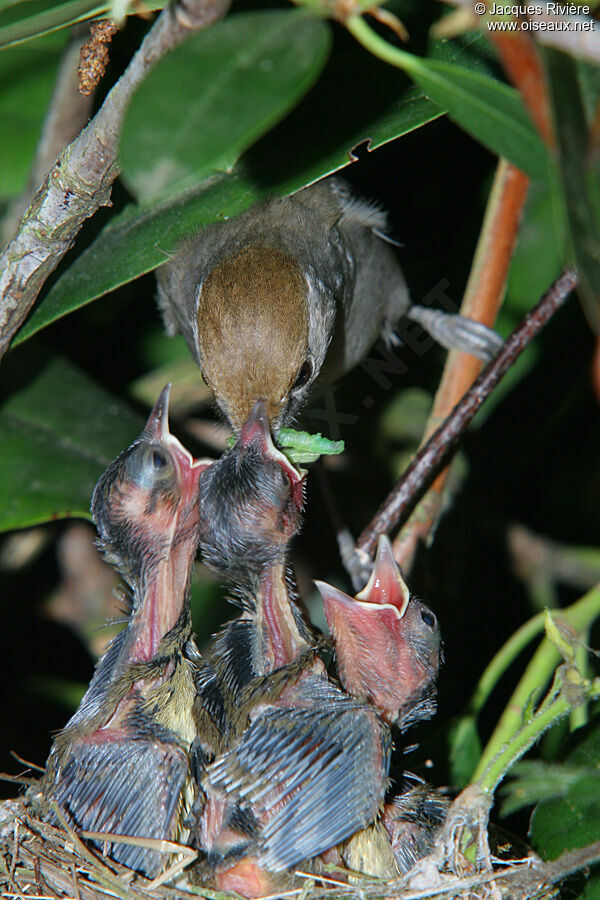 Eurasian Blackcap female adult breeding