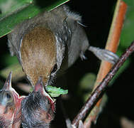 Eurasian Blackcap