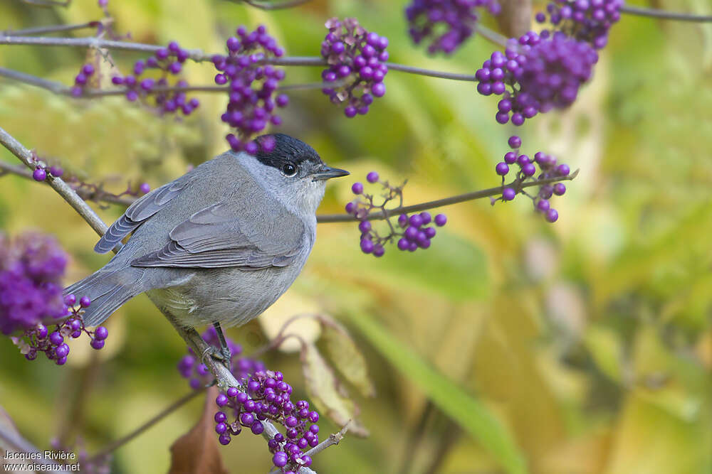 Eurasian Blackcap male adult post breeding, pigmentation