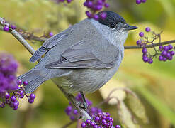 Eurasian Blackcap