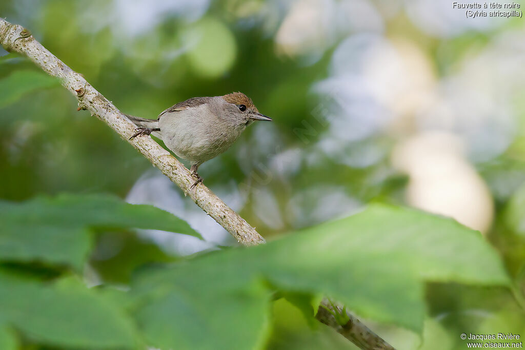 Eurasian Blackcap female adult breeding, identification