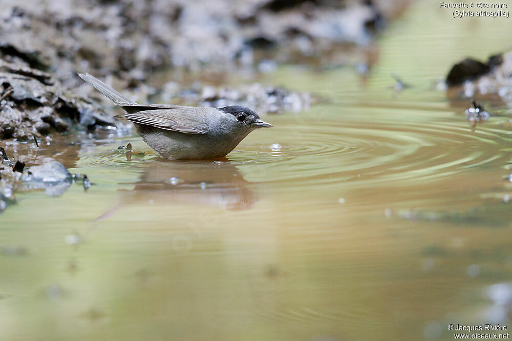 Eurasian Blackcap male adult breeding, identification