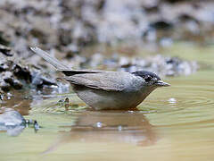 Eurasian Blackcap