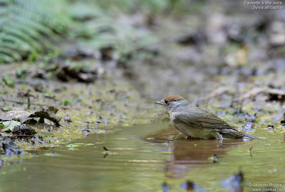 Eurasian Blackcap female adult breeding, identification