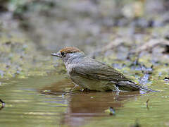 Eurasian Blackcap