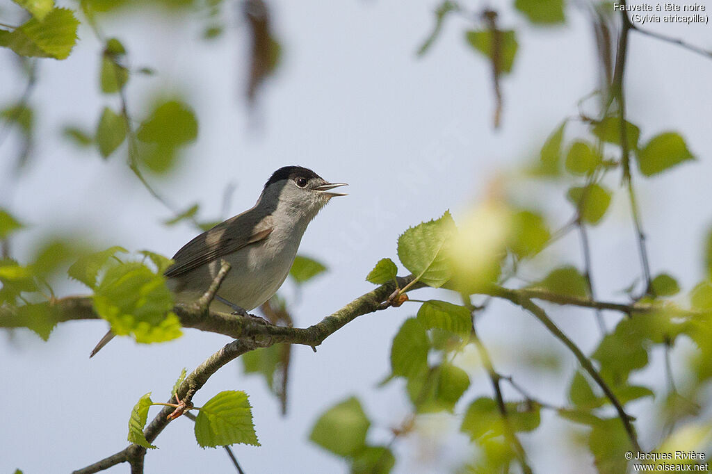 Eurasian Blackcap male adult breeding, identification, song