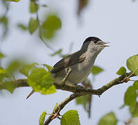 Eurasian Blackcap