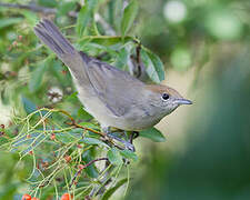 Eurasian Blackcap