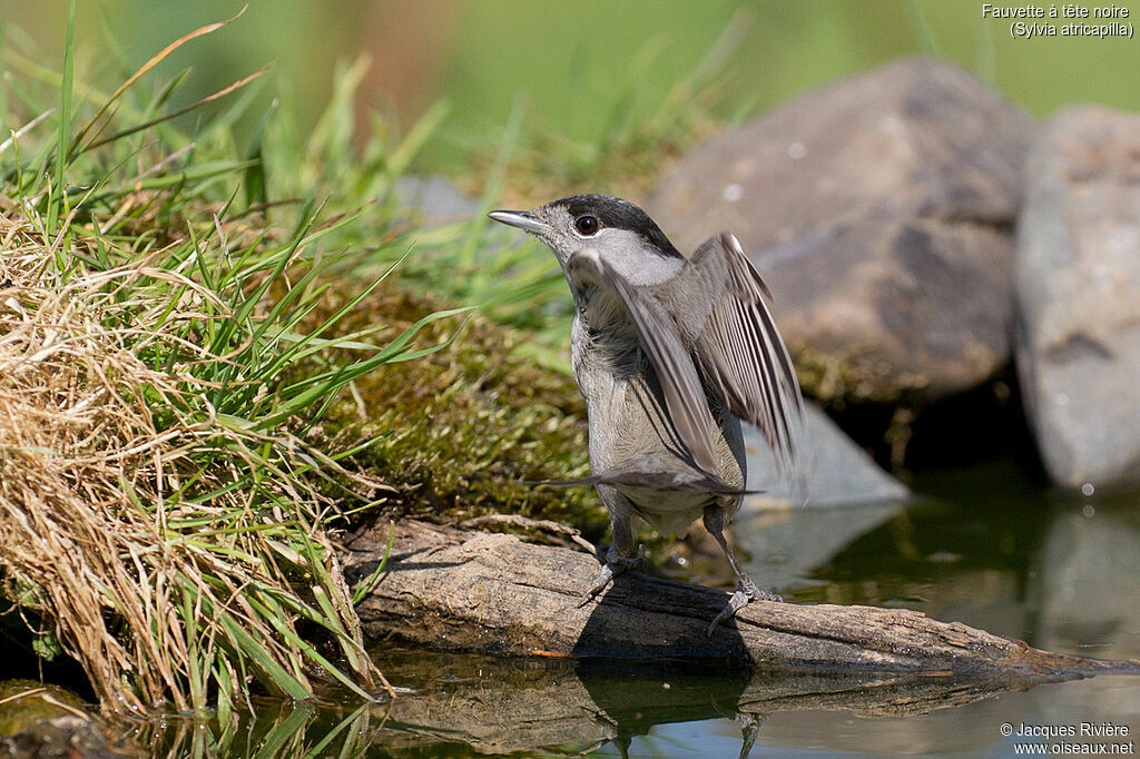 Eurasian Blackcap male adult breeding, identification, drinks