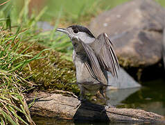 Eurasian Blackcap