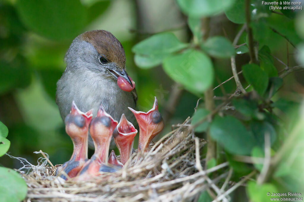 Eurasian Blackcap female adult breeding, identification, Reproduction-nesting