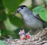 Eurasian Blackcap