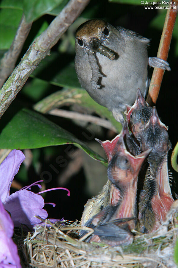 Eurasian Blackcap female adult breeding, Reproduction-nesting