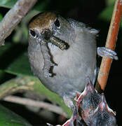 Eurasian Blackcap