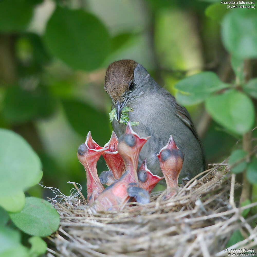 Eurasian Blackcap female adult breeding, identification, Reproduction-nesting