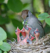 Eurasian Blackcap