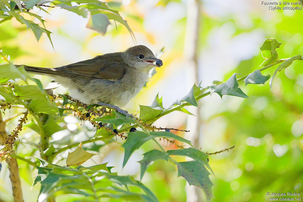 Eurasian Blackcapimmature, identification, eats