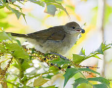 Eurasian Blackcap