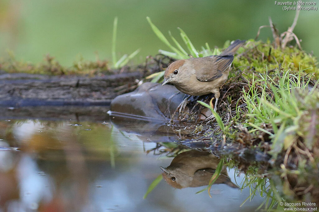 Eurasian Blackcap female adult, identification