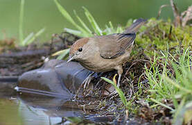 Eurasian Blackcap