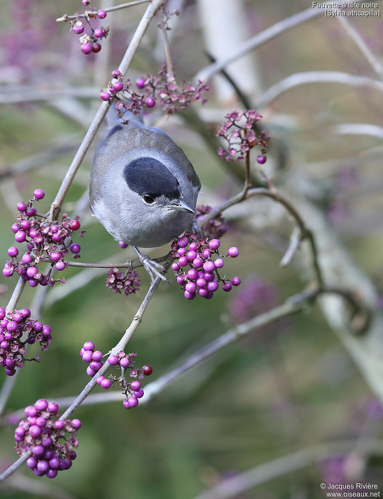 Eurasian Blackcap male adult, identification, eats