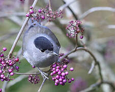 Eurasian Blackcap