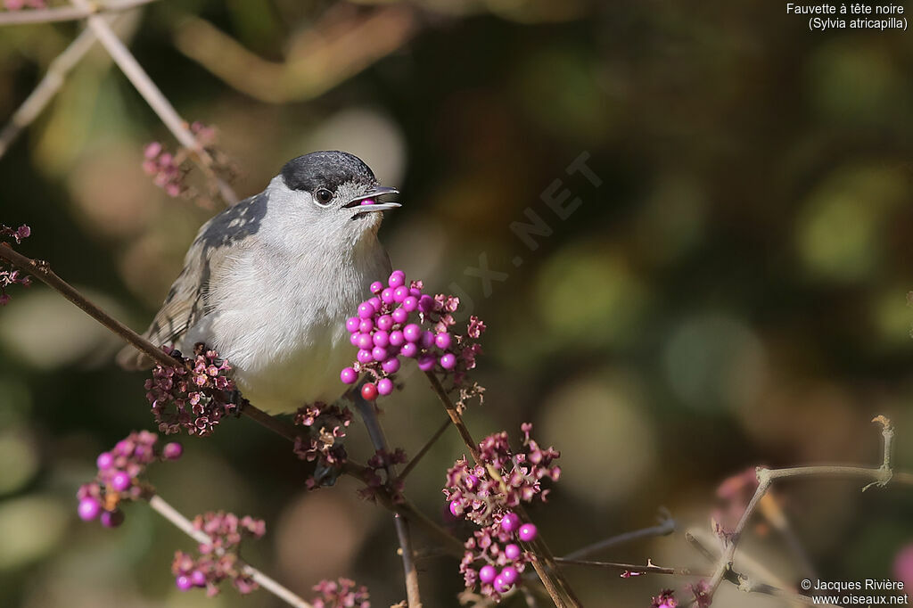 Eurasian Blackcap male adult, identification, walking