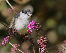 Eurasian Blackcap