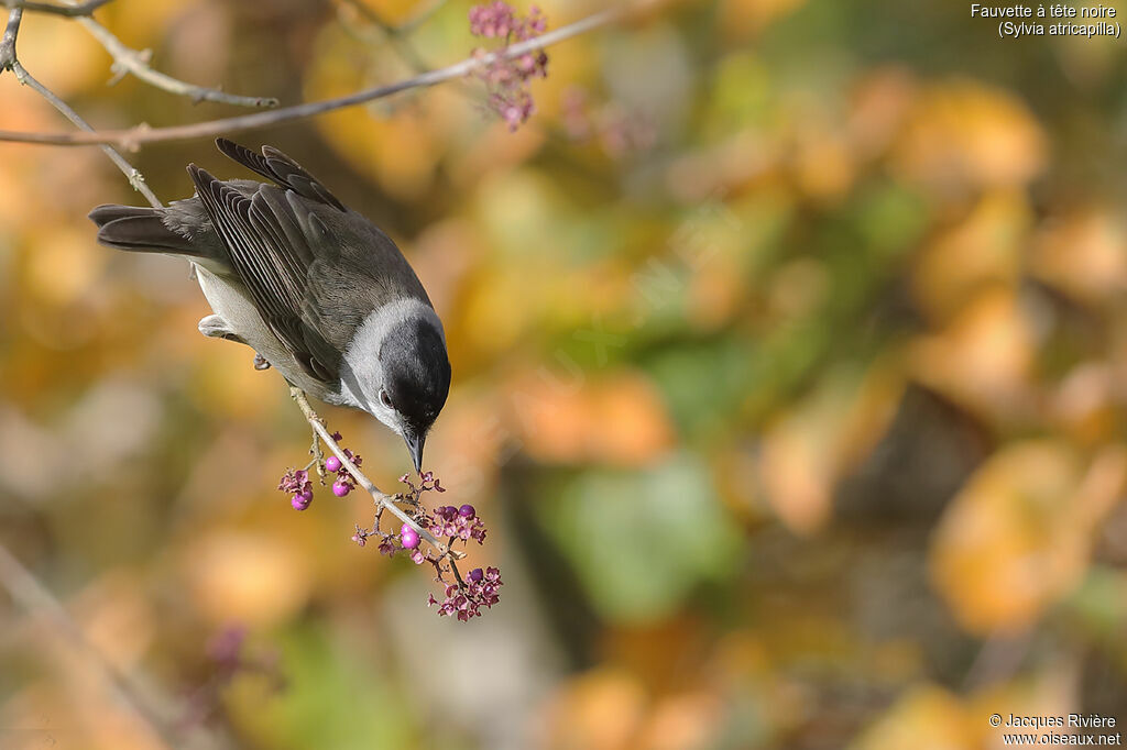 Eurasian Blackcap male adult, identification, eats