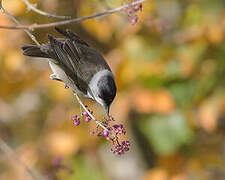 Eurasian Blackcap