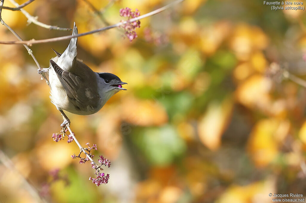 Eurasian Blackcap male adult, identification, eats