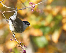 Eurasian Blackcap