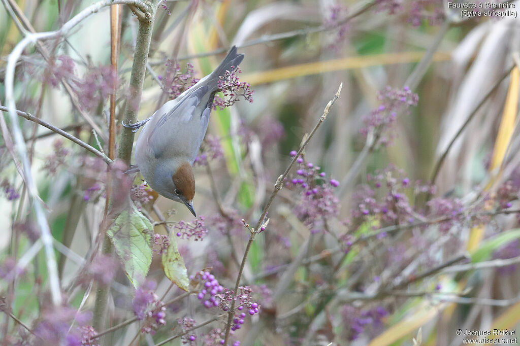 Eurasian Blackcap female adult