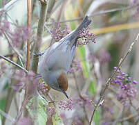 Eurasian Blackcap