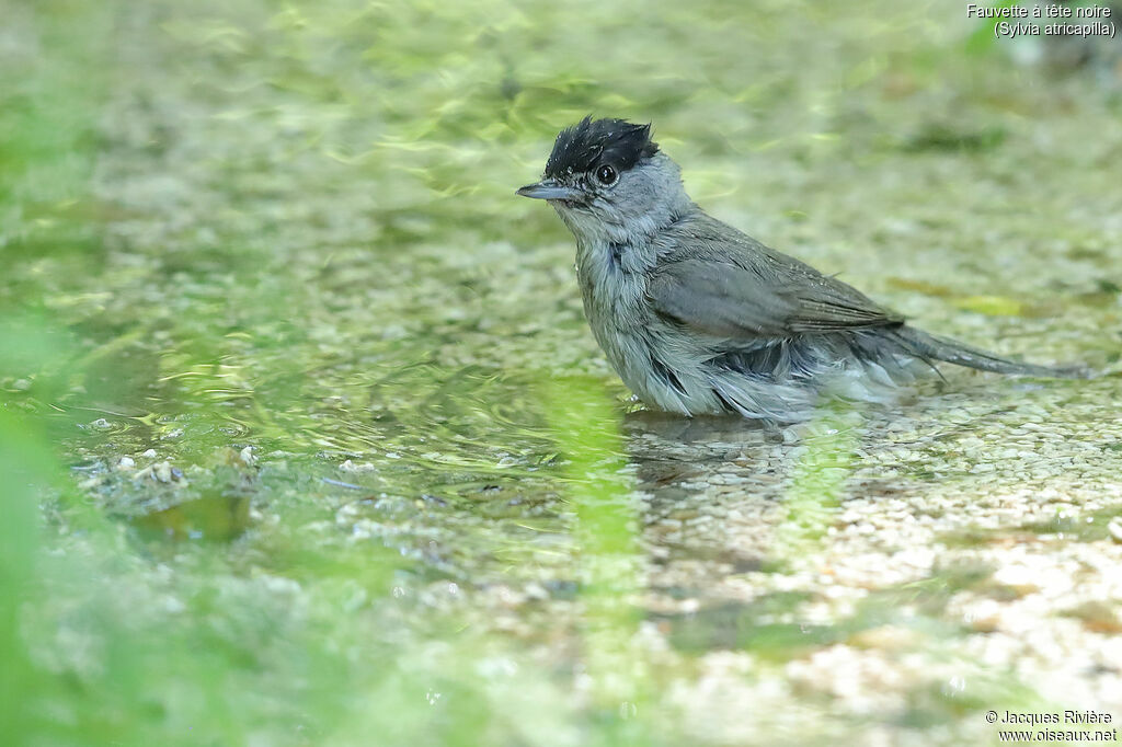 Eurasian Blackcap male adult, identification, swimming